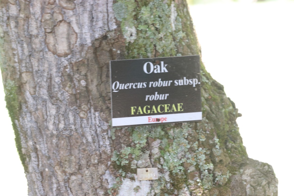 Quercus robur L.